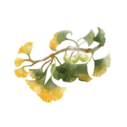 Ginko