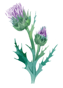 Milk Thistle