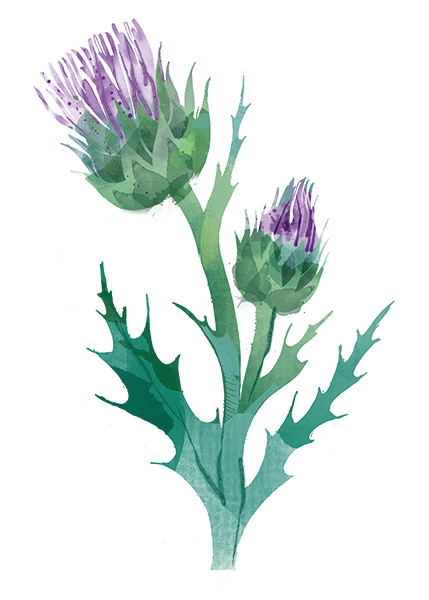 Milk Thistle