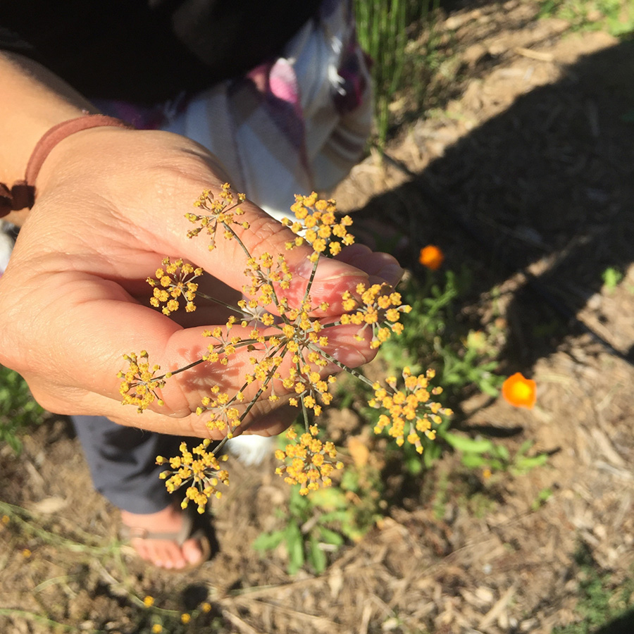 Flower Picking